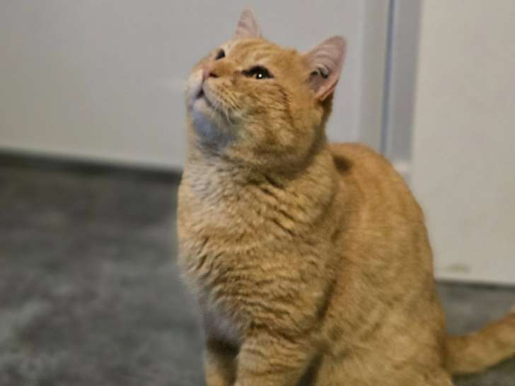 Babou, chat roux à adopter en association