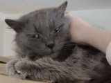 En attente d'un foyer : chat gris de 6 ans