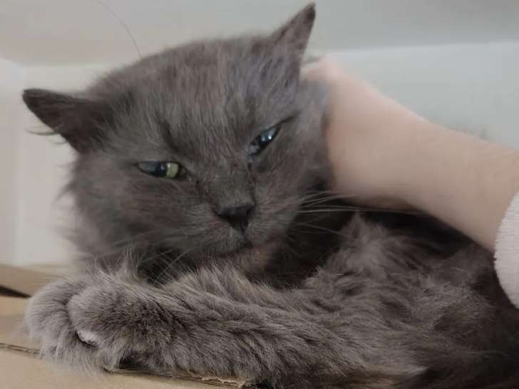 En attente d'un foyer : chat gris de 6 ans