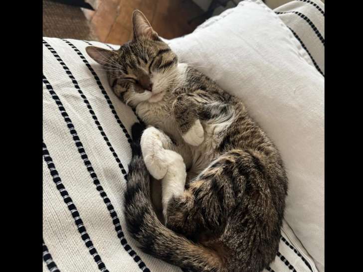 À adopter : chat tigré et blanc de 7 ans