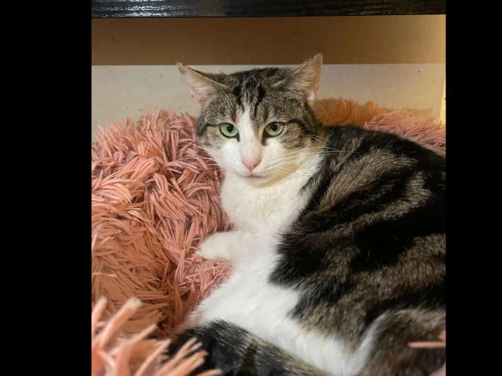 Prête pour l'adoption : chatte tigrée et blanche de 2 ans