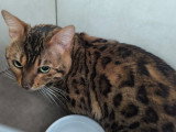Mozart, jeune Bengal à adopter en association
