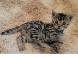Chatons Bengal à vendre