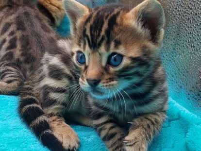 Chatons Bengal à vendre