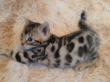 Chatons Bengal à vendre