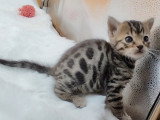 Chatons Bengal à vendre