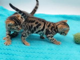 Chatons Bengal à vendre