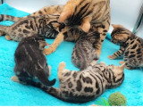 Chatons Bengal à vendre
