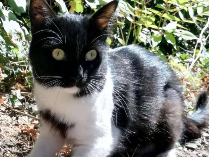 Vanille, jeune chatte à adopter en association