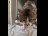 En quête d'un foyer : chat tigré et blanc de 15 ans