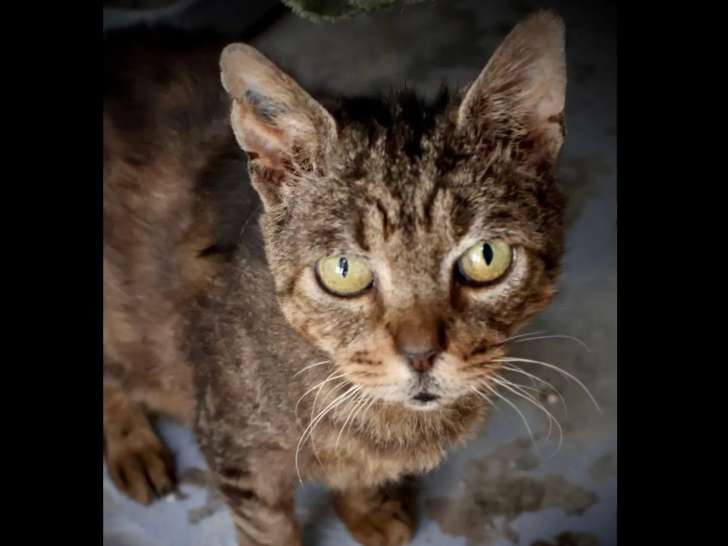 À la recherche d'une famille : chat tigré de 10 ans