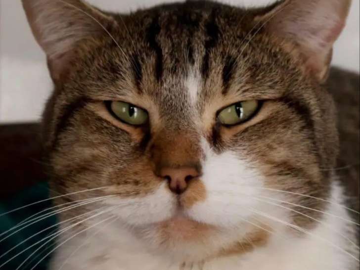 Adoption disponible : chat tigré et blanc de 4 ans