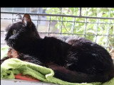 En attente d'un foyer : chat noir de 8 ans