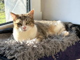 Nala, chatonne à adopter en association