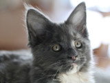 Chatons de race Maine Coon à vendre (3 femelles & 2 mâles)