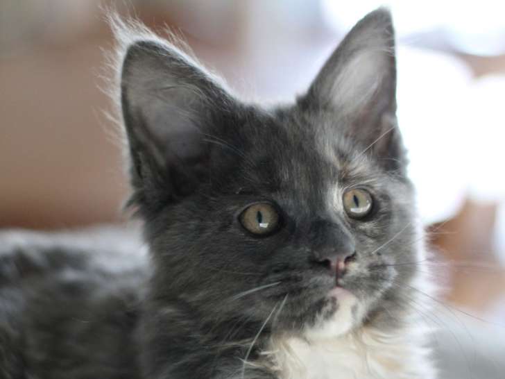 Chatons de race Maine Coon à vendre (3 femelles & 2 mâles)