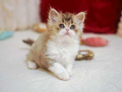 Un adorable chaton Highland Straight à vendre