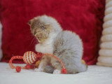Un adorable chaton Highland Straight à vendre