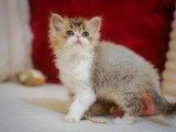 Un adorable chaton Highland Straight à vendre