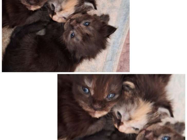 5 chatons femelles Maine Coon LOOF nées en mars 2026 à réserver