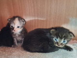 5 chatons femelles Maine Coon LOOF nées en mars 2026 à réserver