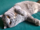 Chatte British Shorthair bleue crème à vendre (LOOF)