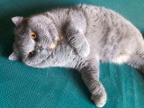 Chatte British Shorthair bleue crème à vendre (LOOF)
