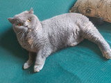 Chatte British Shorthair bleue crème à vendre (LOOF)