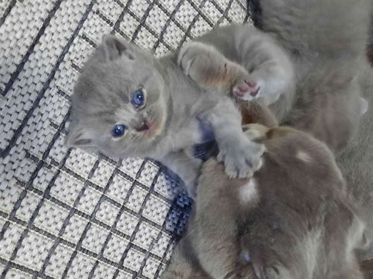 Chatons Scottish Fold à vendre
