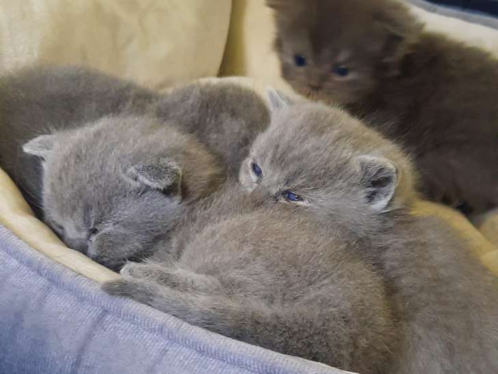 Chatons Scottish Fold et straight à vendre