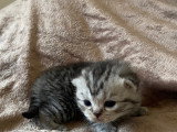 Magnifiques chatons British Shorthair et Scottish bientôt disponibles
