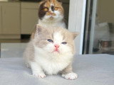Magnifiques chatons British Shorthair et Scottish bientôt disponibles
