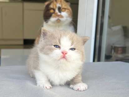 Magnifiques chatons British Shorthair et Scottish bientôt disponibles