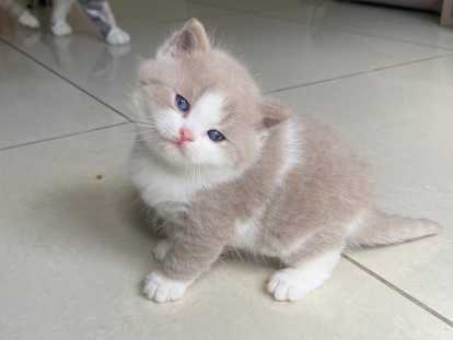 Magnifiques chatons British Shorthair et Scottish bientôt disponibles