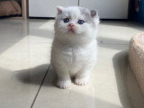 Magnifiques chatons British Shorthair et Scottish bientôt disponibles