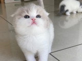 Magnifiques chatons British Shorthair et Scottish bientôt disponibles