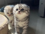 Magnifiques chatons British Shorthair et Scottish bientôt disponibles