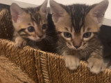Chatonnes Bengal à vendre