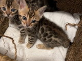 Chatonnes Bengal à vendre