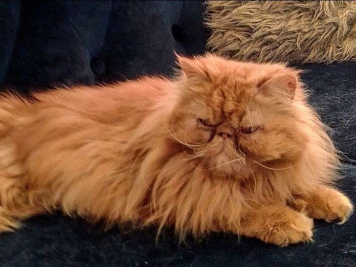 Chatte Persane adulte non LOOF à vendre, stérilisée