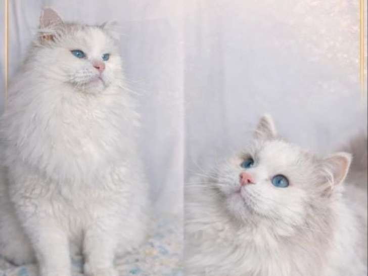 Saillie Ragdoll bleu bicolore inscrit au LOOF né en août 2022