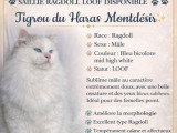 Saillie Ragdoll bleu bicolore inscrit au LOOF né en août 2022