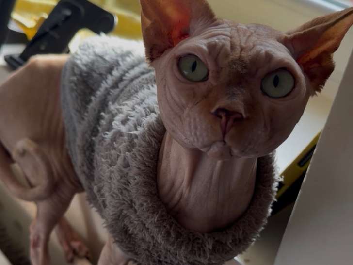 Chat sphynx a donner