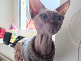 Chat sphynx a donner