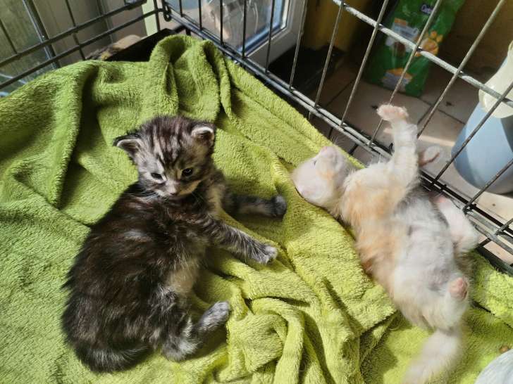 5 magnifiques chatons  Maine Coon à vendre