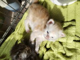 5 magnifiques chatons  Maine Coon à vendre