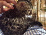 Chatonne Bengal à vendre