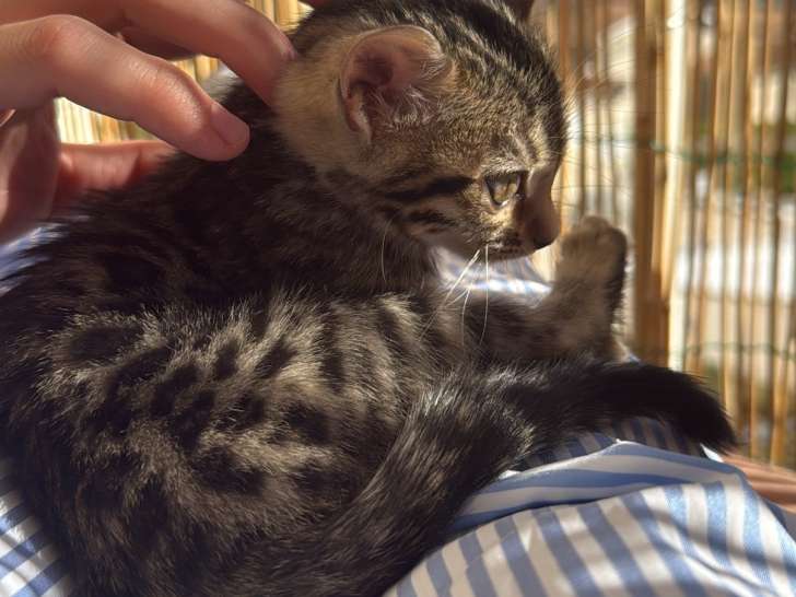 Chatonne Bengal à vendre