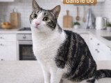 Oréo, chat à adopter en association