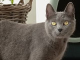 Pilou, chat de type Chartreux à adopter en association